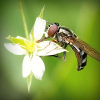 /album/filipinlibakici/photolia-a02-jpg/
