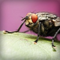 /album/filipinlibakici/photolia-a08-jpg/