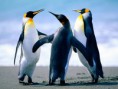 /album/resim-galerisi/penguins-jpg/
